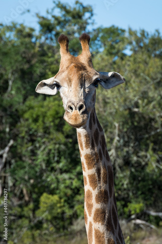 giraffe portrait with green background
