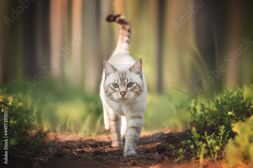 A tabby cat that looks like a tiger walks in the forest