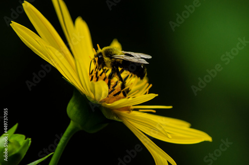 bee on flower