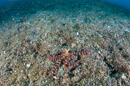 A Wunderpus octopus, Wunderpus photogenicus, explores the sandy seafloor of Lembeh Strait, Indonesia. These beautiful cephalopods are relatively rare and are often confused with the Mimic octopus. photo