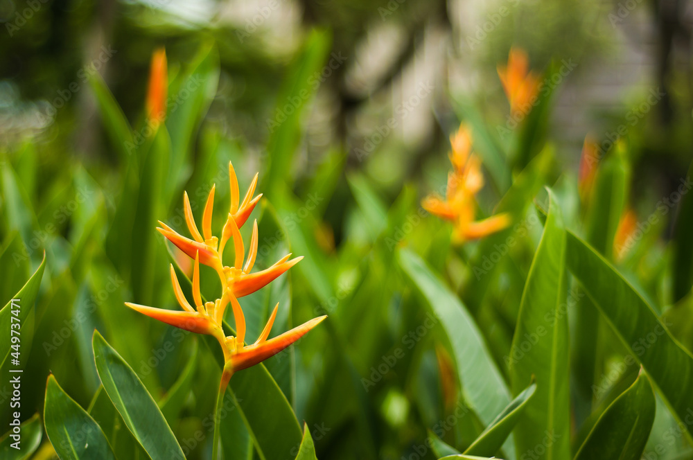 Obraz premium Parrot Beak Flower