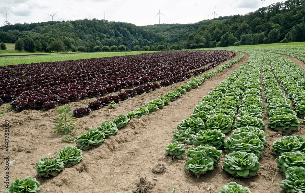 bunte Salatkurve im Jagsttal