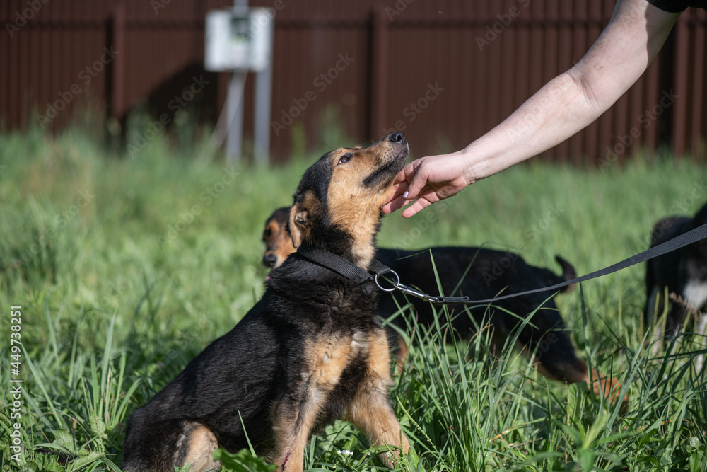 Beautiful stray dogs in a shelter on a personal plot. Beautiful stray dogs in a shelter on a personal plot.