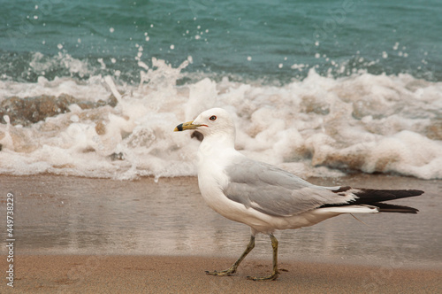 seagull on the beach