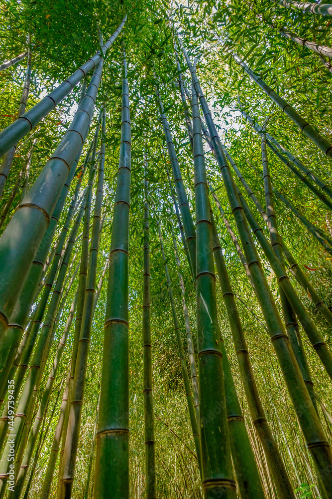 Looking up at a tall grove of Bamboo trees Looking up at a tall grove of Bamboo trees