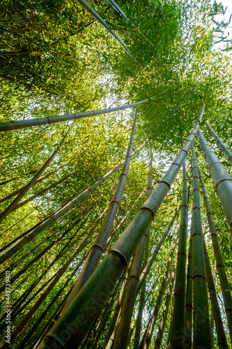 A grove of Bamboo Trees in bright sunlight