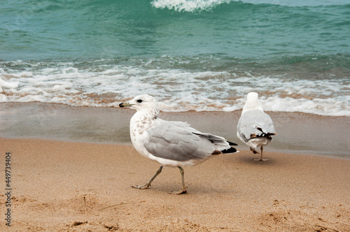 seagulls on the beach