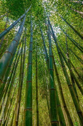 Looking up at a tall grove of Bamboo trees