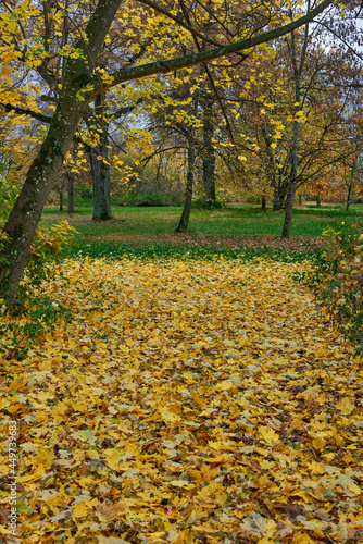 Dywan z kolorowych liści. Jesień barwi liście drzew. Turyści opuścili ścieżki przyrodnicze, w lesie i parku panuje cisza.