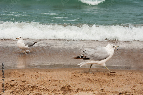 seagulls on the beach