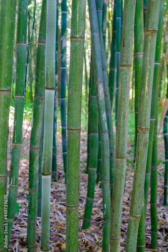 A vertical image of a grove of bamboo trees