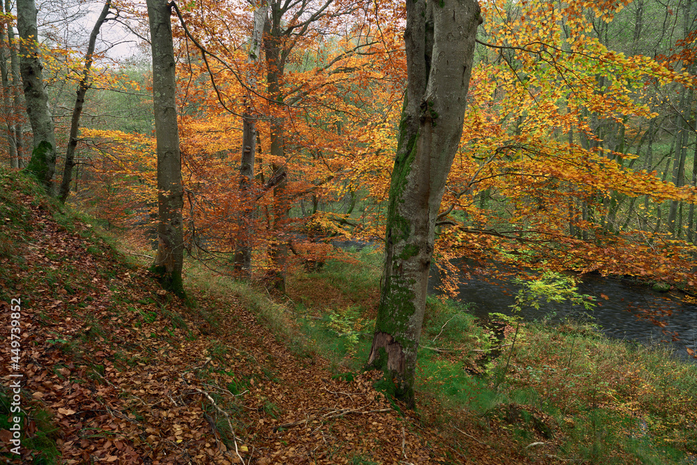 Dywan z kolorowych liści. Jesień barwi liście drzew. Turyści opuścili ścieżki przyrodnicze, w lesie panuje cisza. - obrazy, fototapety, plakaty 