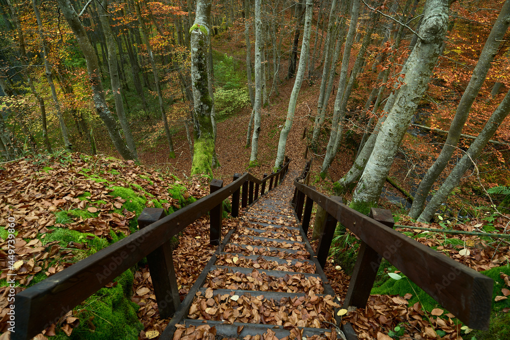 Dywan z kolorowych liści klonu. Jesień barwi liście drzew. Turyści opuścili ścieżki przyrodnicze, w lesie panuje cisza. - obrazy, fototapety, plakaty 