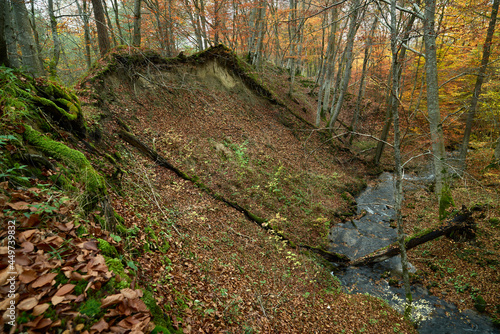 Dywan z kolorowych liści. Jesień barwi liście drzew. Turyści opuścili ścieżki przyrodnicze, w lesie panuje cisza.