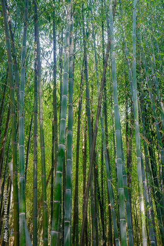 A grove of bamboo trees