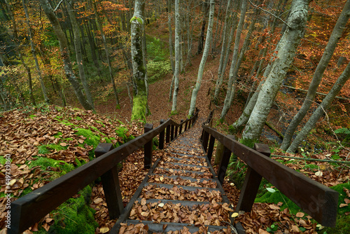 Dywan z kolorowych liści klonu. Jesień barwi liście drzew. Turyści opuścili ścieżki przyrodnicze, w lesie panuje cisza.