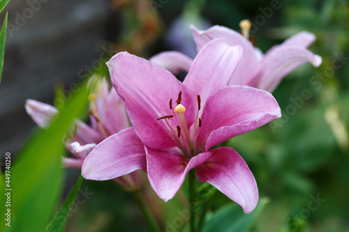 pink asiatic lilies flowers in summer garden