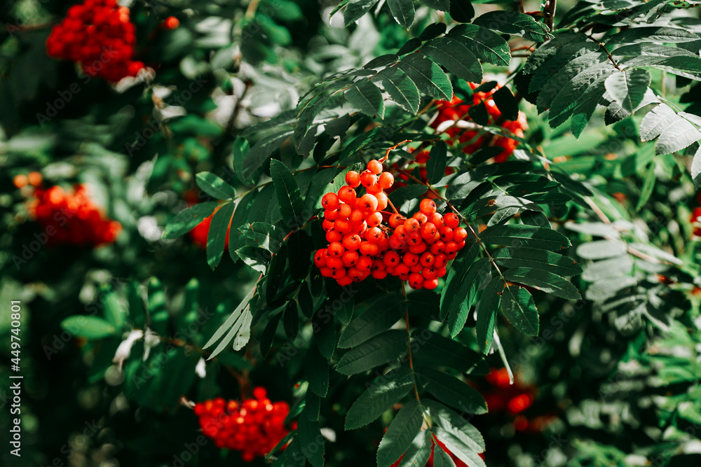 Bunches of red rowan berries among green leaves. Real natural background in forest