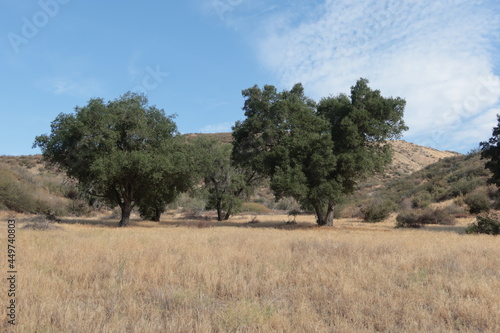 Hilly California Topography in the Summer with Live Oak Trees in a Grassy Field
