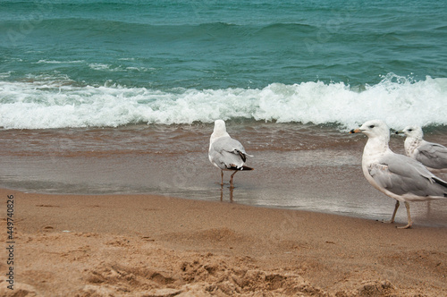 seagulls on the beach