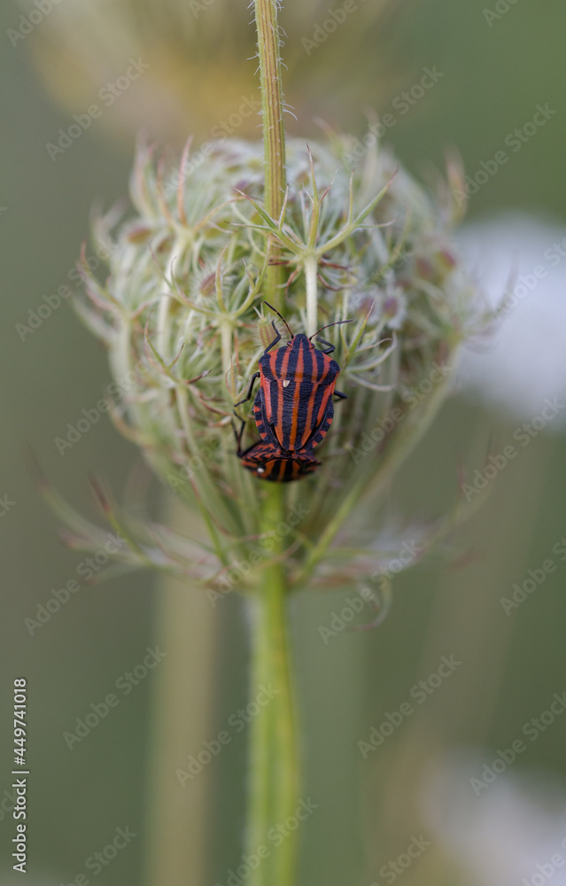 Graphosoma italicum striped shield bug macro Graphosoma italicum striped shield bug macro