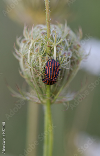 Graphosoma italicum striped shield bug macro 