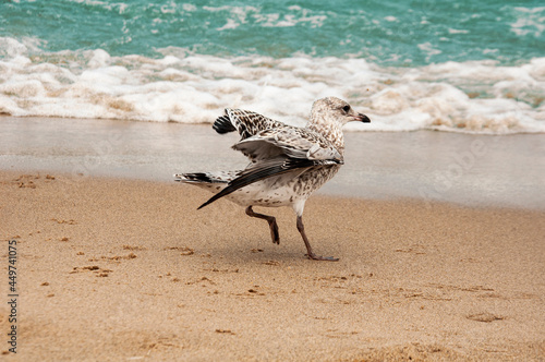Seagull on the beach