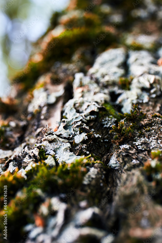 moss on tree moss on tree