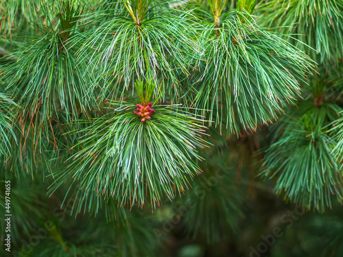 Cedar branches with long fluffy needles with a beautiful blurry background. Cedar branches with fresh shoots in spring.