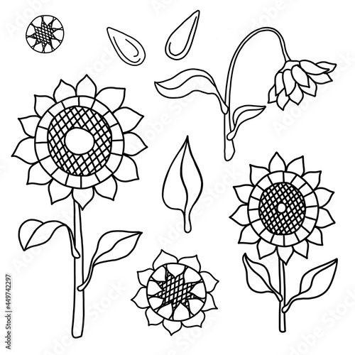 Set of hand drawn sunflowers, seeds and leaves isolated on white background