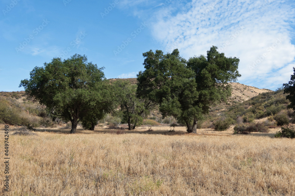 Southern California Hills in Summer with Live Oak Trees in a Sea of Dry Grass