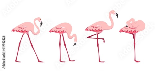 Standing pink Flamingos in different poses isolated