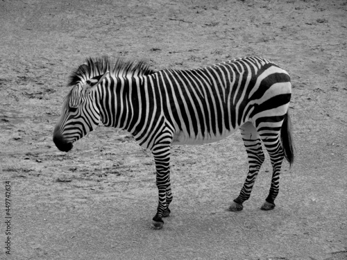 Zebra in side view  black and white