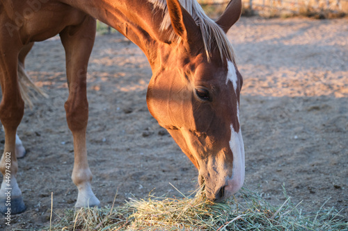 Фотография Portrait of a chestnut horse eating hay.