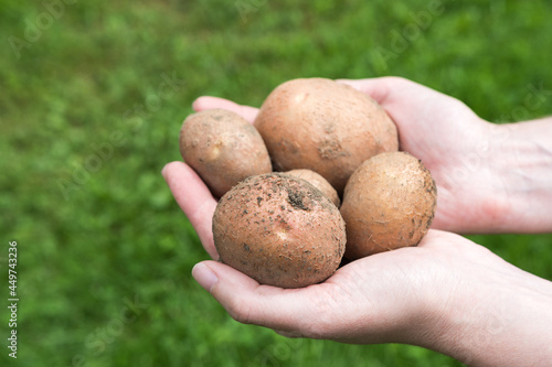 Homegrown organic potatoes freshly harvested from garden in woman s hands.    