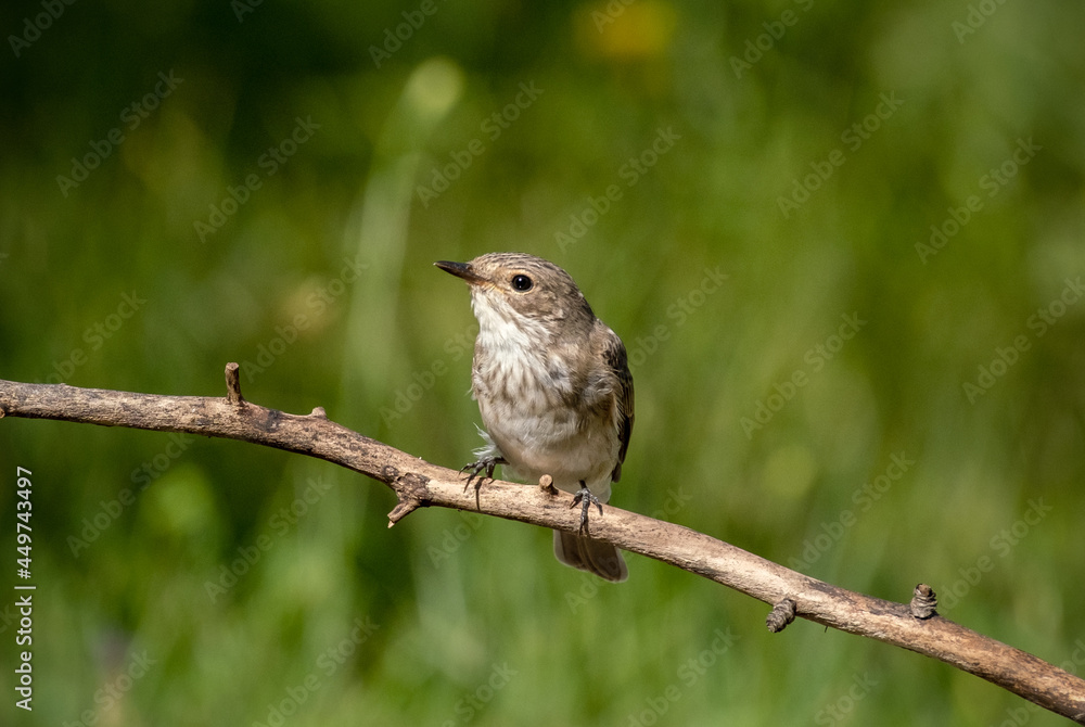 Bird Spotted flycatcher sits on a branch close-up Bird Spotted flycatcher sits on a branch close-up