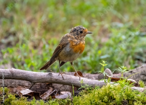A robin bird is sitting on a branch close-up © Игорь Кляхин