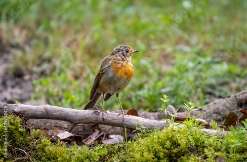 A robin bird is sitting on a branch close-up © Игорь Кляхин