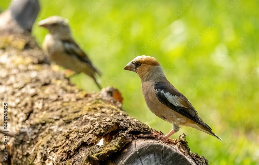 A Hawfinch bird sits on the trunk of a fallen tree, close-up