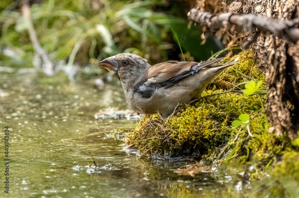 Hawfinch bird on a pond drinking water close-up Hawfinch bird on a pond drinking water close-up