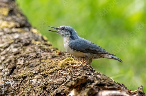 The Eurasian nuthatch bird sits on the trunk of a fallen tree and sings, close-up