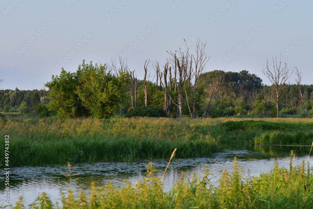 Dead trees on the other side of the river, ecology and environment. Day. Dead trees on the other side of the river, ecology and environment. Day.