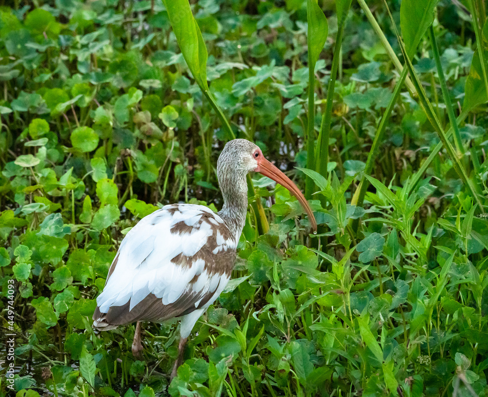 Naklejka premium White Ibis hunting snails in reeds at Sweetwater wetlands in Gainesville Florida.