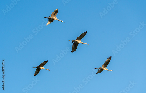 Sandhill Cranes flying overhead at Sweetwater wetland park in Gainesville Florida.