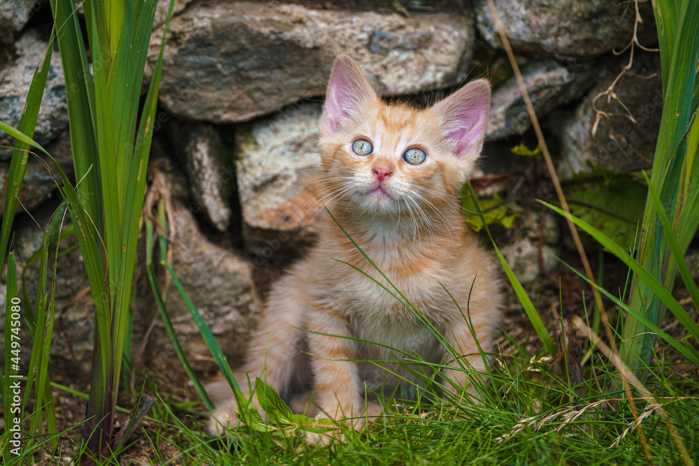 Cute little red kitten playing outdoors. Portrait of a red kitten in the garden. Tabby funny red kitten with green eyes and with big ears. Animal baby theme Cute little red kitten playing outdoors. Portrait of a red kitten in the garden. Tabby funny red kitten with green eyes and with big ears. Animal baby theme