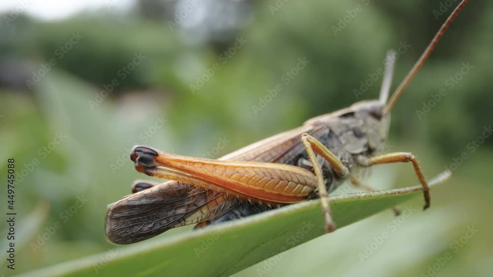 Closer look of the brown legs of the grasshopper staying on the tip of the leaves in Estonia Closer look of the brown legs of the grasshopper staying on the tip of the leaves in Estonia