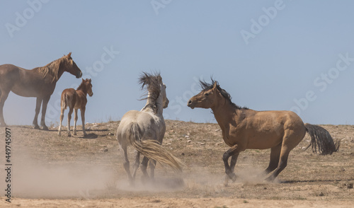 Wild Horse Stallions Fighting in the Utah Desert