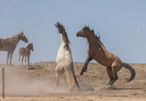 Wild Horse Stallions Fighting in the Utah Desert