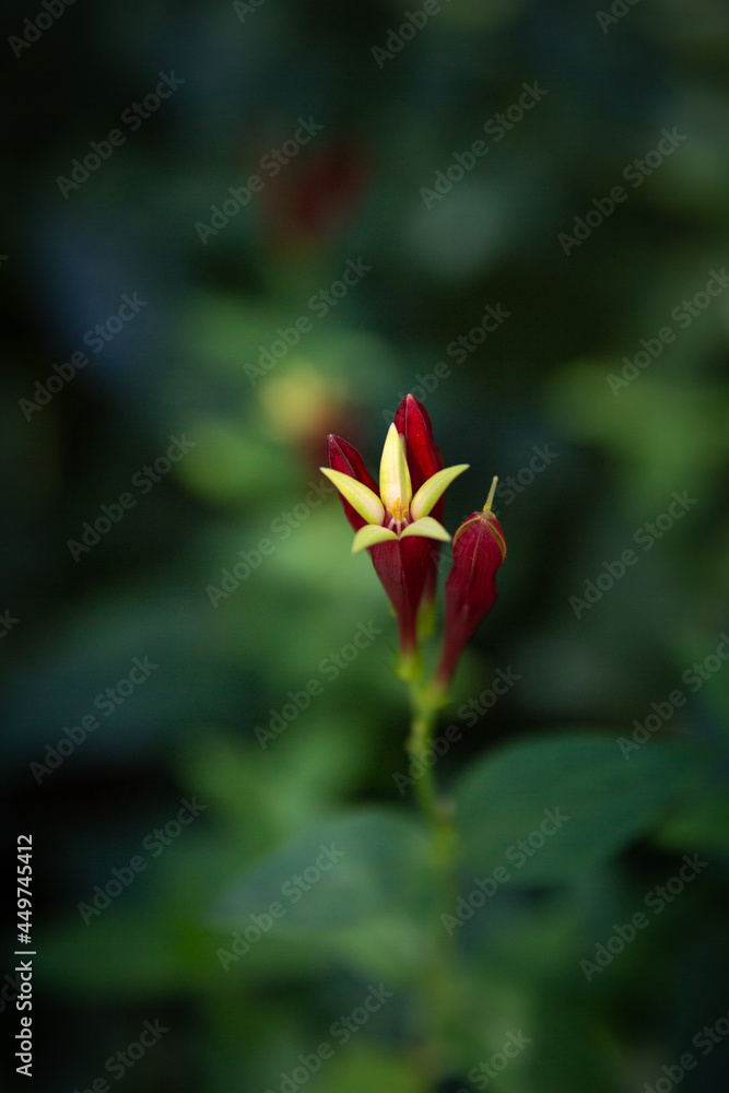 Macro Red and Yellow Indian Pink Flower with Shallow Green Background Macro Red and Yellow Indian Pink Flower with Shallow Green Background