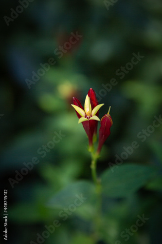 Macro Red and Yellow Indian Pink Flower with Shallow Green Background